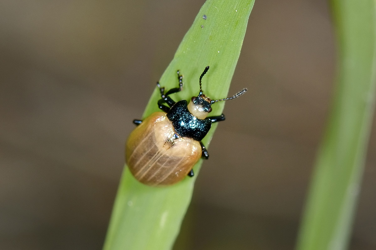 Plagiosterna (= Linaeidea) aenea, Chrysomelidae